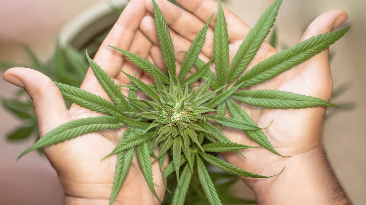 Malta je první zemí v EU, která legalizuje konopí