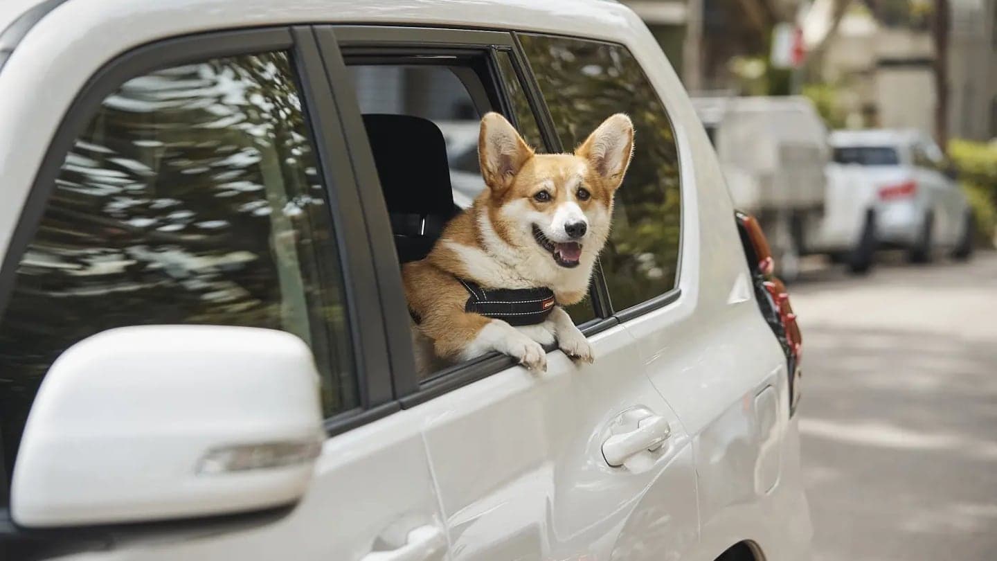 Uber Pets a převoz domácích mazlíčků