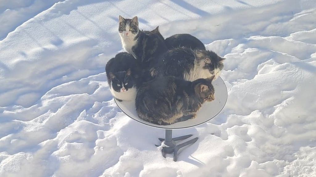 Starlink satelit a kočky