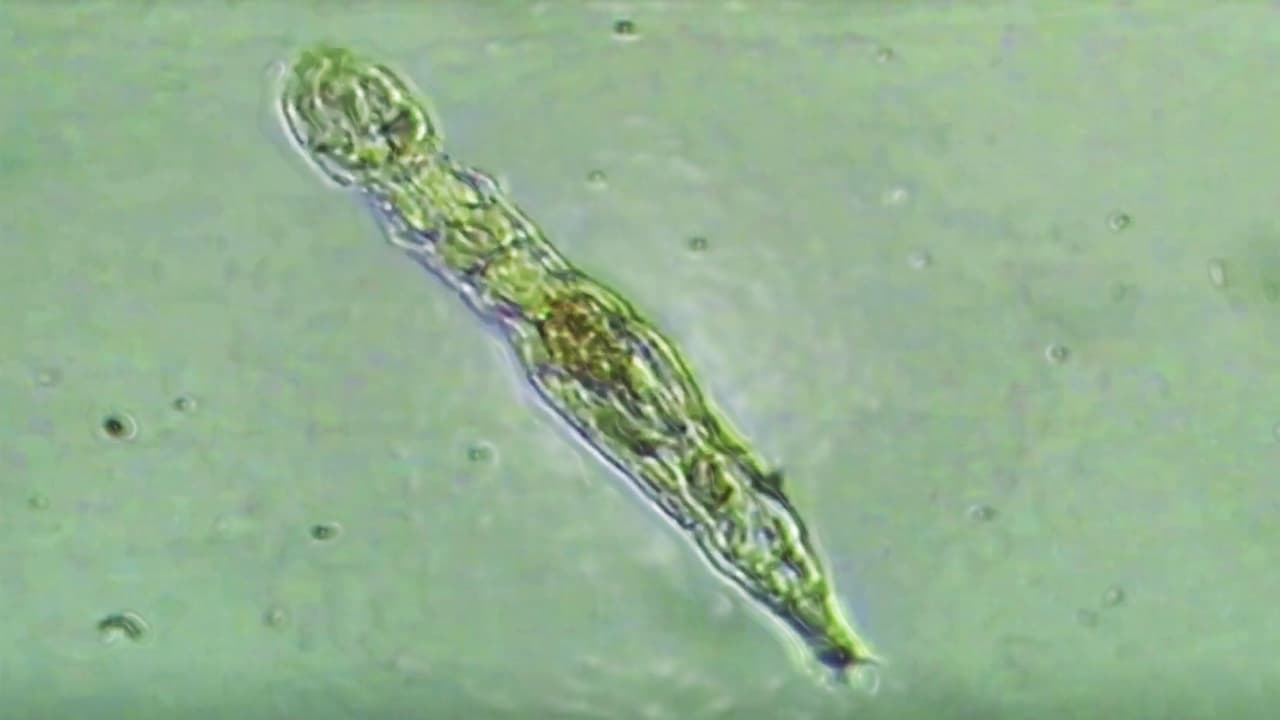 Organismus v ledu přežil 24 000 let